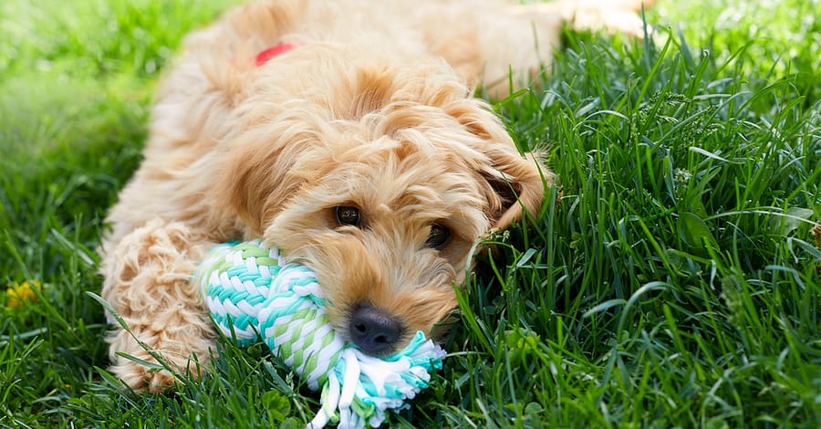 Basic Pet Grooming Abu Dhabi