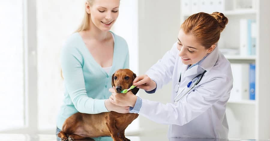 Full Dental Scaling For Pets At Pet Joy Veterinary Clinic Dubai