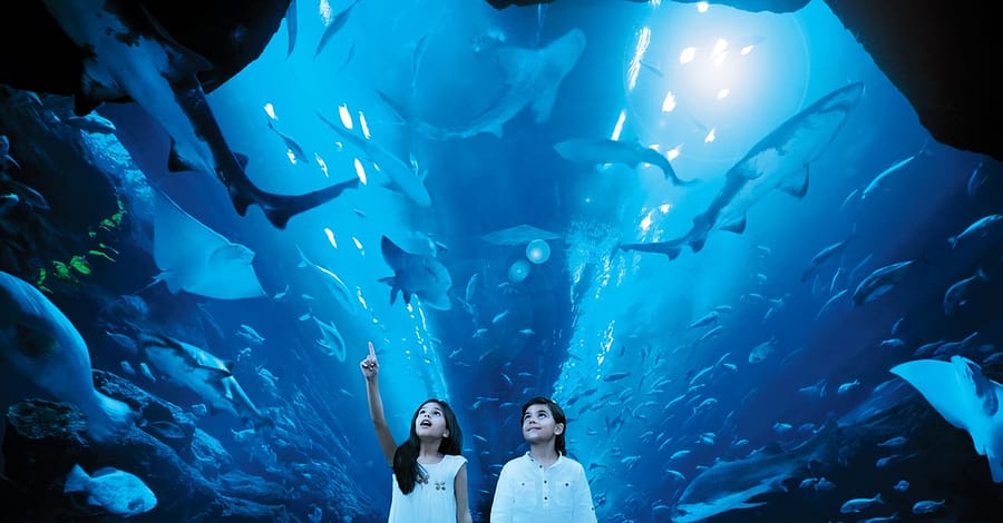 Dive Into The Ultimate Experience Adventure Packages! National Deal