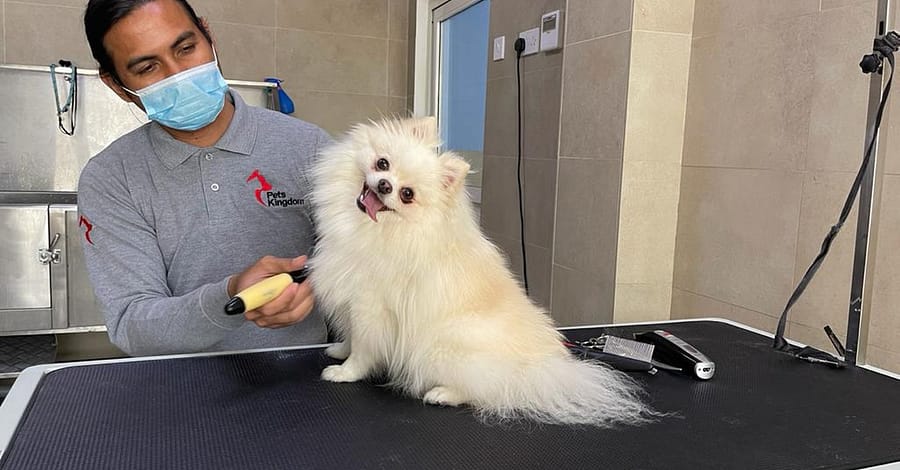 Extensive Pet Grooming Service Dubai