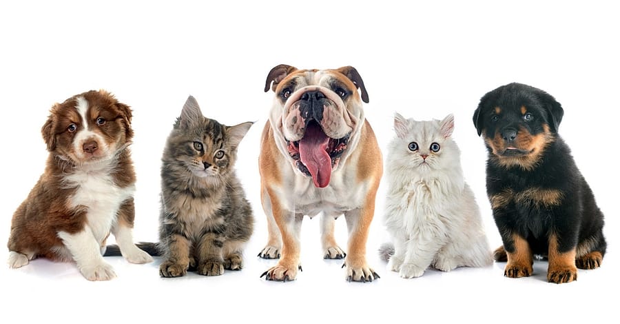 Full Grooming With Haircut At Cute Cat Veterinary Clinic Dubai