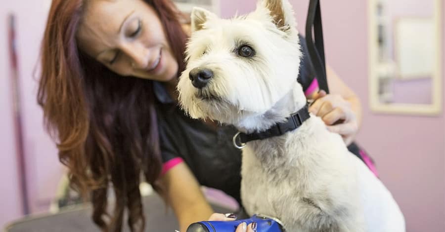 Grooming - Pet Abu Dhabi