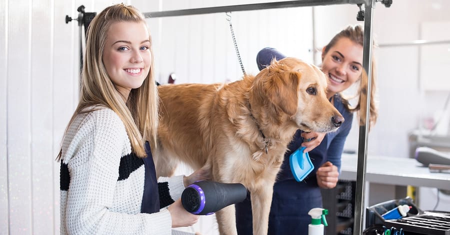 Pamper Your Furry Friends With Basic Or Full Grooming For Dogs & Cats Dubai