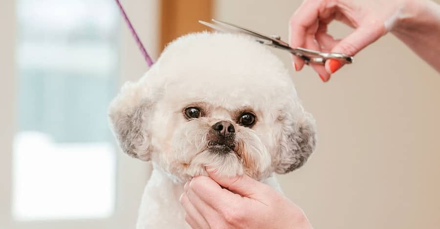 Pamper Your Pet: Basic Grooming For Small To Xl Dog And Small Cat Dubai