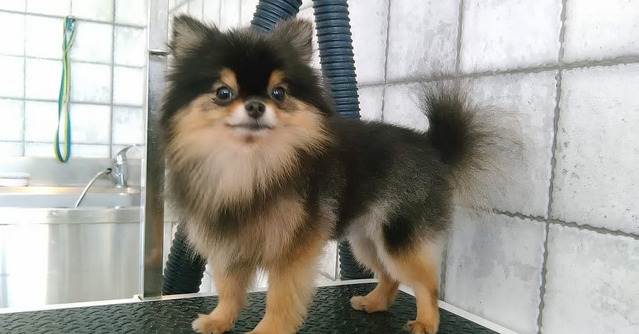 Pet Grooming Package At Sweet Grooming Pet Salon Abu Dhabi