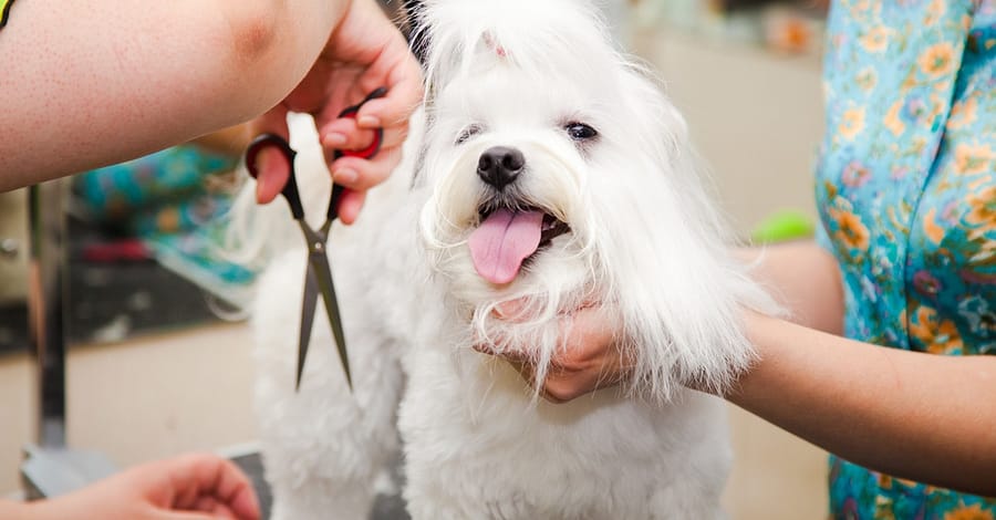 Pet Urine Removal Sharjah & N. Emirates
