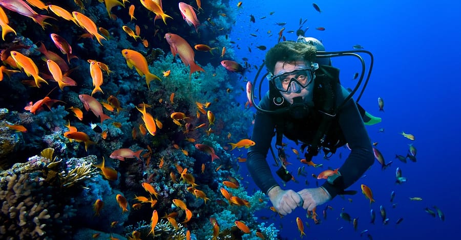 Snorkeling Or Scuba Diving Experience At Al Boom Diving Dubai