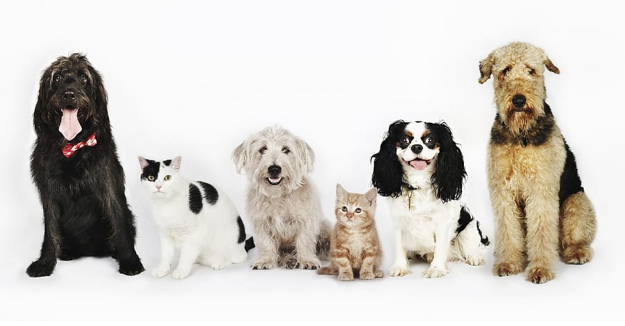Treat Your Pet To Basic Or Full Grooming For Cats/Dogs @ Sharjah Sharjah & N. Emirates