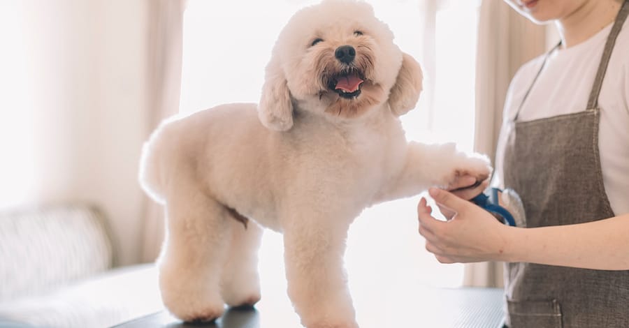 Cat Or Dog Full Grooming Dubai