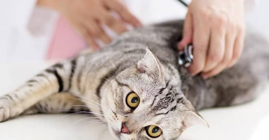 Veterinary Examination At Pet Connection Veterinary Clinic Dubai