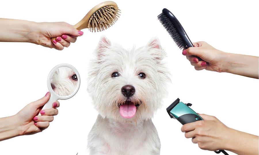 Treat Your Furry Friend To A Spa Day At Six Pawz Pet Grooming! Dubai